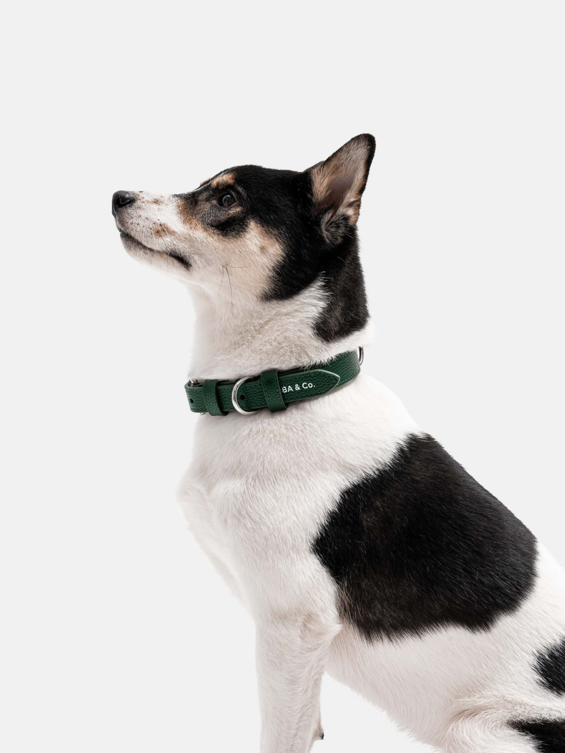 SHIBA & Co.® Lucca Dog Collar In Italian Leather - Forest Green - Image 4