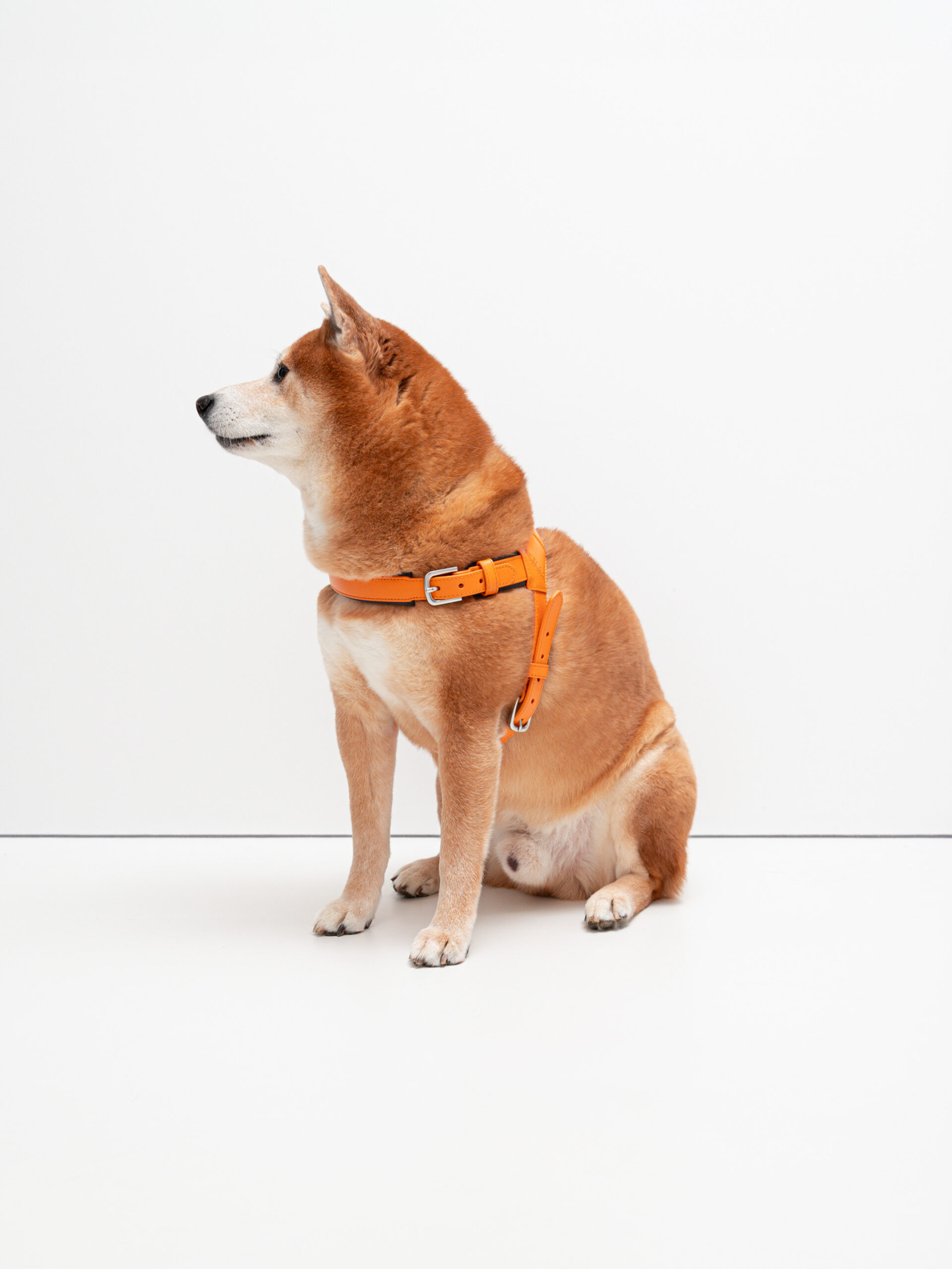 SHIBA & Co.® Milano Dog Harness In Italian Leather - Orange - Image 2